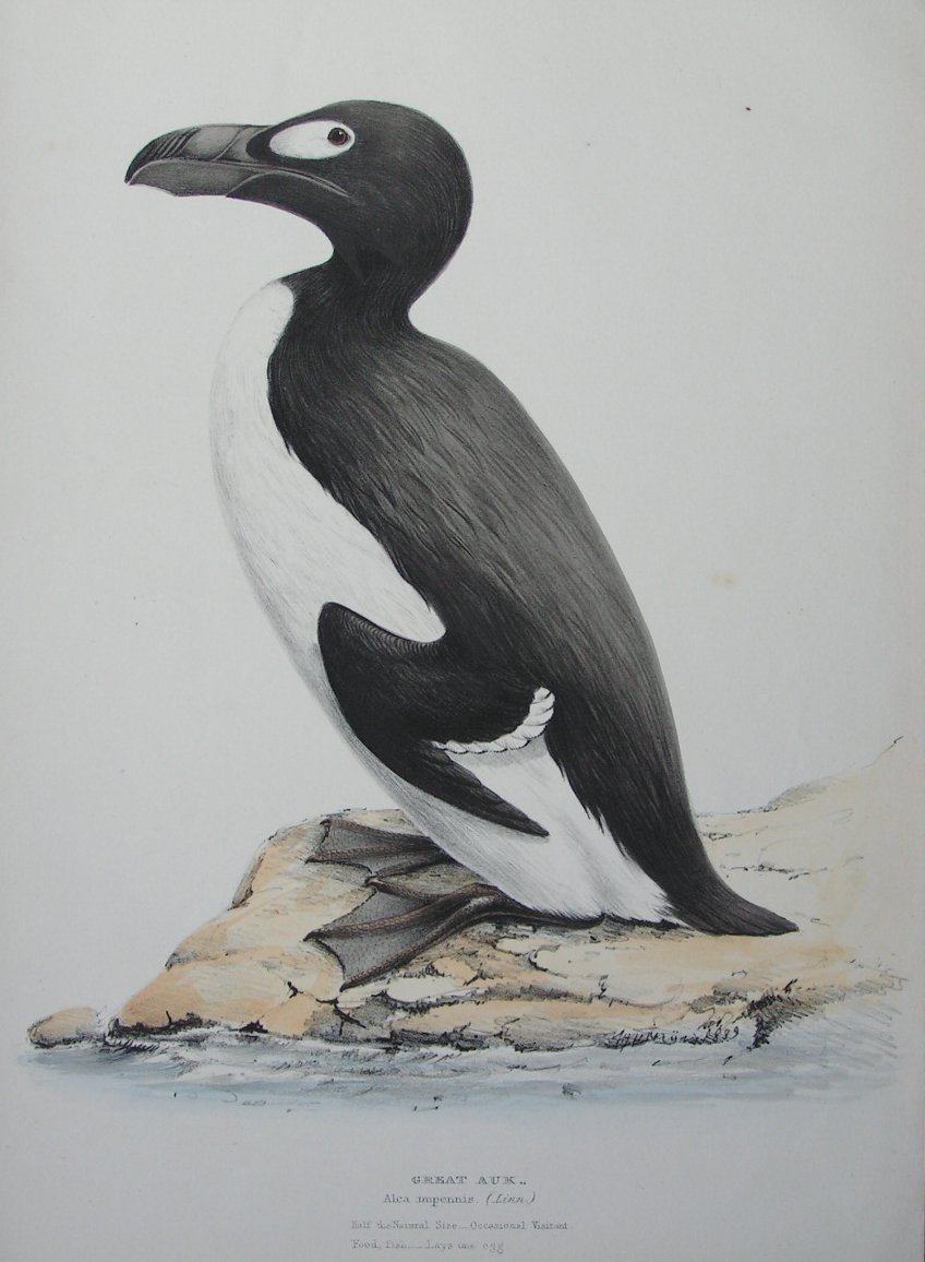 Lithograph - Great Auk. Alca impennis (Linn) - Meyer